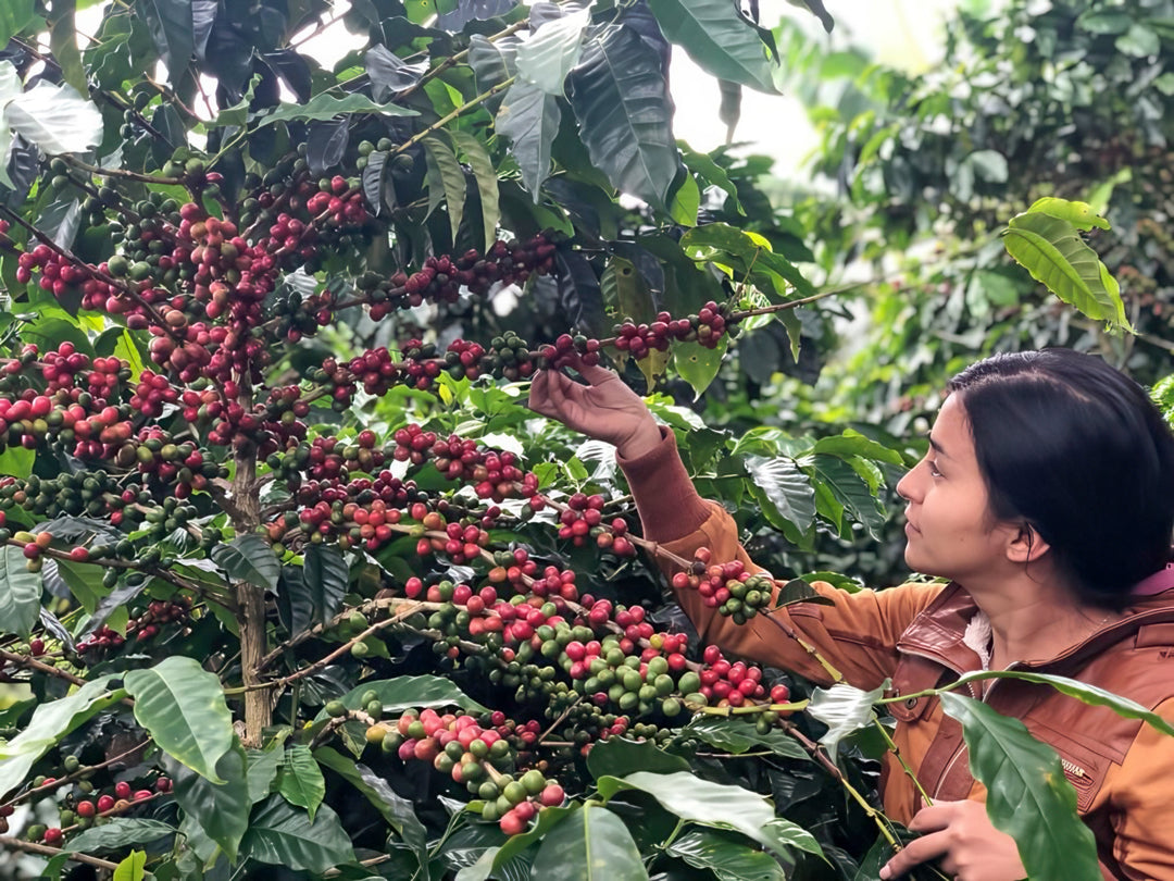 Navigating Rising Coffee Prices: Our Commitment to Quality, Farmers, and You